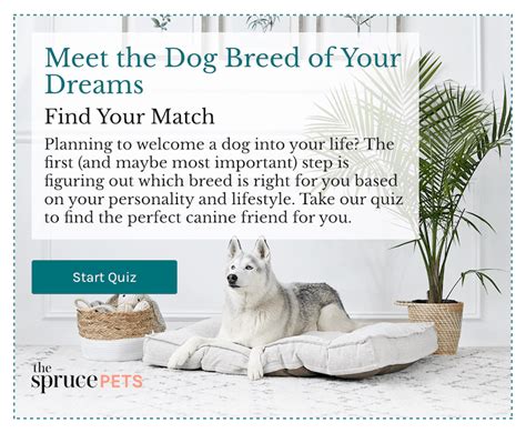 spruce pets|the spruce dog breed quiz.